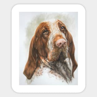 Bracco Italiano in Color Sticker